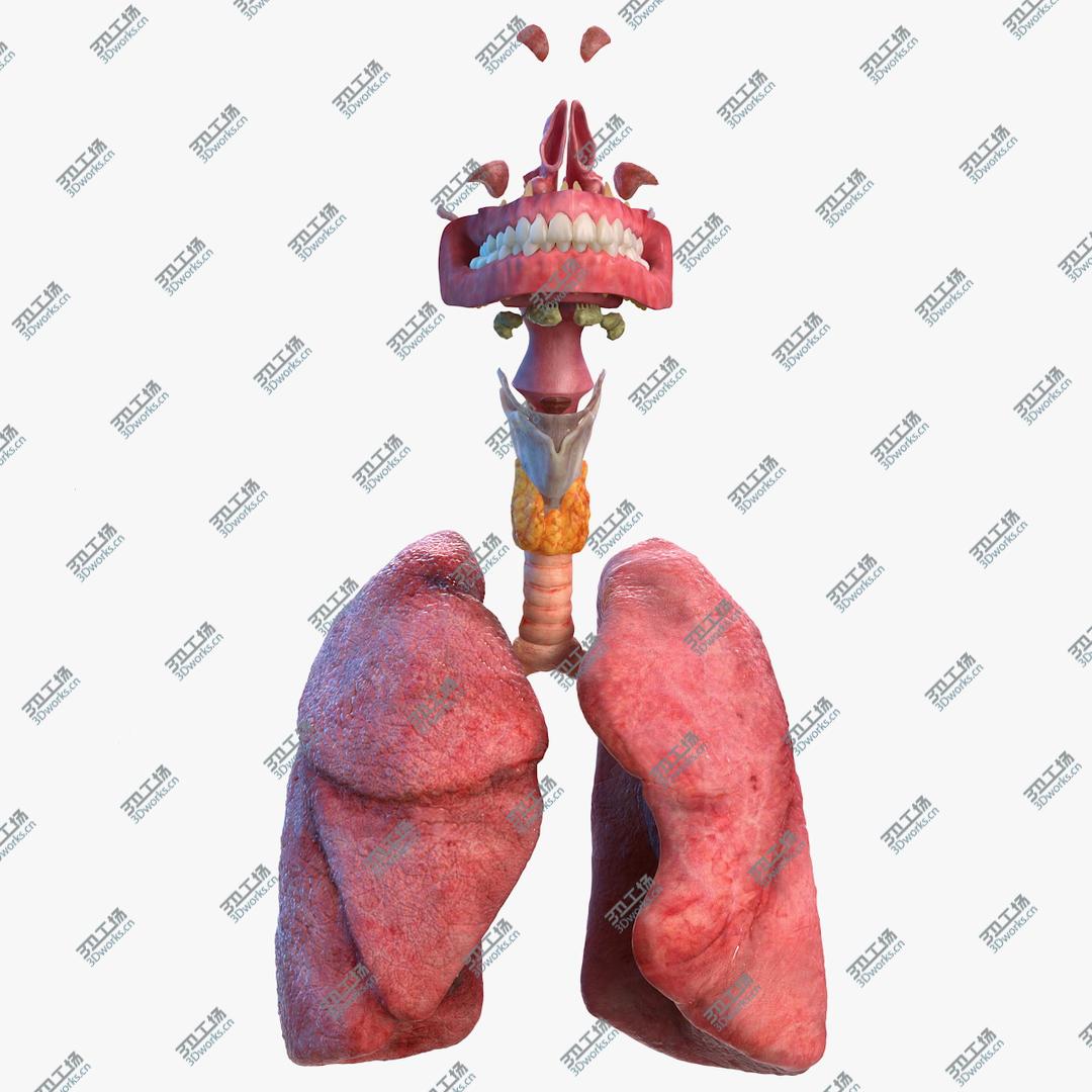 images/goods_img/202105071/3D Human Full Respiratory System/1.jpg